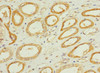 Immunohistochemistry of paraffin-embedded human kidney tissue using CSB-PA024103ESR2HU at dilution of 1:100