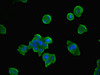 Immunofluorescent analysis of PC-3 cells using CSB-PA024103ESR2HU at dilution of 1:100 and Alexa Fluor 488-congugated AffiniPure Goat Anti-Rabbit IgG (H+L)