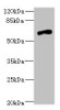 Western blot<br />
 All lanes: NRXN3 antibody at 2.03µg/ml + 293T whole cell lysate<br />
 Secondary<br />
 Goat polyclonal to rabbit IgG at 1/10000 dilution<br />
 Predicted band size: 181, 118, 154, 70, 48, 44, 51 kDa<br />
 Observed band size: 70 kDa<br />
