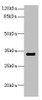 Western blot<br />
 All lanes: CNTN4 antibody IgG at 2.22µg/ml + Mouse kidney tissue<br />
 Secondary<br />
 Goat polyclonal to rabbit IgG at 1/10000 dilution<br />
 Predicted band size: 34, 21, 12, 17 kDa<br />
 Observed band size: 34 kDa<br />