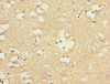 Immunohistochemistry of paraffin-embedded human brain tissue using CSB-PA887022ESR1HU at dilution of 1:100
