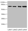 Western blot<br />
 All lanes: LINGO antibody at 3.12µg/ml<br />
 Lane 1: Mouse lung tissue<br />
 Lane 2: Jurkat whole cell lysate<br />
 Lane 3: A549 whole cell lysate<br />
 Lane 4: HL60 whole cell lysate<br />
 Secondary<br />
 Goat polyclonal to rabbit IgG at 1/10000 dilution<br />
 Predicted band size: 70 kDa<br />
 Observed band size: 70 kDa<br />