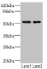 Western blot<br />
 All lanes: RXFP3 antibody at 3.68µg/ml<br />
 Lane 1: Jurkat whole cell lysate<br />
 Lane 2: HepG2 whole cell lysate<br />
 Secondary<br />
 Goat polyclonal to rabbit IgG at 1/10000 dilution<br />
 Predicted band size: 51 kDa<br />
 Observed band size: 51 kDa<br />