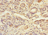 Immunohistochemistry of paraffin-embedded human salivary gland tissue using CSB-PA025162ESR1HU at dilution of 1:100