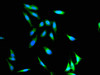 Immunofluorescent analysis of Hela cells using CSB-PA011879ESR1HU at dilution of 1: 100 and Alexa Fluor 488-congugated AffiniPure Goat Anti-Rabbit IgG (H+L)