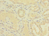 Immunohistochemistry of paraffin-embedded human kidney tissue using CSB-PA007732ESR1HU at dilution of 1:100