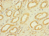 Immunohistochemistry of paraffin-embedded human kidney tissue using CSB-PA007732ESR2HU at dilution of 1:100
