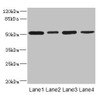 Western blot<br />
 All lanes: CD276 antibody at 0.48µg/ml<br />
 Lane 1: U251 whole cell lysate<br />
 Lane 2: Jurkat whole cell lysate<br />
 Lane 3: HepG2 whole cell lysate<br />
 Lane 4: 293T whole cell lysate<br />
 Secondary<br />
 Goat polyclonal to rabbit IgG at 1/10000 dilution<br />
 Predicted band size: 58, 34, 53 kDa<br />
 Observed band size: 53 kDa<br />
