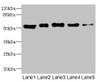 Western blot<br />
 All lanes: GIPR antibody at 5.89µg/ml<br />
 Lane 1: Rat heart tissue<br />
 Lane 2: Mouse brain tissue<br />
 Lane 3: Hela whole cell lysate<br />
 Lane 4: A549 whole cell lysate<br />
 Lane 5: HL60 whole cell lysate<br />
 Secondary<br />
 Goat polyclonal to rabbit IgG at 1/10000 dilution<br />
 Predicted band size: 54, 49, 50 kDa<br />
 Observed band size: 54 kDa<br />