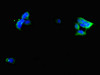 Immunofluorescent analysis of 293 cells using CSB-PA009438ESR1HU at dilution of 1:100 and Alexa Fluor 488-congugated AffiniPure Goat Anti-Rabbit IgG (H+L)