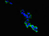 Immunofluorescent analysis of 293 cells using CSB-PA009438ESR2HU at dilution of 1:100 and Alexa Fluor 488-congugated AffiniPure Goat Anti-Rabbit IgG (H+L)