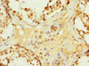 Immunohistochemistry of paraffin-embedded human testis tissue using CSB-PA850419ESR2HU at dilution of 1:100