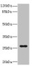 Western blot<br />
 All lanes: TNFSF15 antibody IgG at 0.87µg/ml + Mouse lung tissue<br />
 Secondary<br />
 Goat polyclonal to rabbit IgG at 1/10000 dilution<br />
 Predicted band size: 29, 22, 21 kDa<br />
 Observed band size: 29 kDa<br />