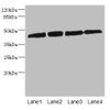 Western blot<br />
 All lanes: PRKAR1B antibody at 2.66µg/ml<br />
 Lane 1: HepG2 whole cell lysate<br />
 Lane 2: Jurkat whole cell lysate<br />
 Lane 3: 293T whole cell lysate<br />
 Lane 4: Hela whole cell lysate<br />
 Secondary<br />
 Goat polyclonal to rabbit IgG at 1/10000 dilution<br />
 Predicted band size: 43 kDa<br />
 Observed band size: 43 kDa<br />