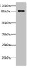 Western blot<br />
 All lanes: ADAM28 antibody IgG at 5.6µg/ml + PC-3 whole cell lysate<br />
 Secondary<br />
 Goat polyclonal to rabbit IgG at 1/10000 dilution<br />
 Predicted band size: 88, 62 kDa<br />
 Observed band size: 88 kDa<br />