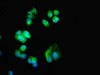 Immunofluorescent analysis of MCF-7 cells using CSB-PA004404ESR1HU at dilution of 1:100 and Alexa Fluor 488-congugated AffiniPure Goat Anti-Rabbit IgG (H+L)