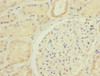 Immunohistochemistry of paraffin-embedded human kidney tissue using CSB-PA897318ESR1HU at dilution of 1:100