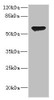 Western blot<br />
 All lanes: CHRNA2 antibody at 2.41µg/ml + HL60 whole cell lysate<br />
 Secondary<br />
 Goat polyclonal to rabbit IgG at 1/10000 dilution<br />
 Predicted band size: 60, 59 kDa<br />
 Observed band size: 60 kDa<br />