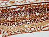 IHC image of CSB-PA005941DSR1HU diluted at 1:66 and staining in paraffin-embedded human eye tissue performed on a Leica BondTM system. After dewaxing and hydration, antigen retrieval was mediated by high pressure in a citrate buffer (pH 6.0) . Section was blocked with 10% normal goat serum 30min at RT. Then primary antibody (1% BSA) was incubated at 4°C overnight. The primary is detected by a biotinylated secondary antibody and visualized using an HRP conjugated SP system.