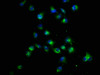 Immunofluorescence staining of Hela cells with CSB-PA005941DSR1HU at 1:22, counter-stained with DAPI. The cells were fixed in 4% formaldehyde, permeabilized using 0.2% Triton X-100 and blocked in 10% normal Goat Serum. The cells were then incubated with the antibody overnight at 4°C. The secondary antibody was Alexa Fluor 488-congugated AffiniPure Goat Anti-Rabbit IgG (H+L) .