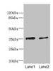 Western blot<br />
 All lanes: EFNB3 antibody at 1.44µg/ml<br />
 Lane 1: HepG2 whole cell lysate<br />
 Lane 2: Hela whole cell lysate<br />
 Secondary<br />
 Goat polyclonal to rabbit IgG at 1/10000 dilution<br />
 Predicted band size: 36 kDa<br />
 Observed band size: 36 kDa<br />