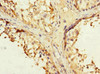 Immunohistochemistry of paraffin-embedded human testis tissue using CSB-PA816871ESR1HU at dilution of 1:100