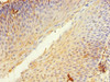 Immunohistochemistry of paraffin-embedded human tonsil tissue using CSB-PA850818ESR2HU at dilution of 1:100