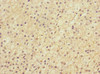 Immunohistochemistry of paraffin-embedded human adrenal gland tissue using CSB-PA013099ESR1HU at dilution of 1:100