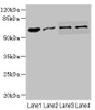 Western blot<br />
 All lanes: NOX3antibody at 0.96µg/ml<br />
 Lane 1: Mouse kidney tissue<br />
 Lane 2: 293T whole cell lysate<br />
 Lane 3: HepG2 whole cell lysate<br />
 Lane 4: Hela whole cell lysate<br />
 Secondary<br />
 Goat polyclonal to rabbit IgG at 1/10000 dilution<br />
 Predicted band size: 65 kDa<br />
 Observed band size: 65 kDa<br />