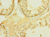 Immunohistochemistry of paraffin-embedded human testis tissue using CSB-PA853490ESR1HU at dilution of 1:100