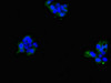Immunofluorescent analysis of 293 cells using CSB-PA897593DSR2HU at dilution of 1:100 and Alexa Fluor 488-congugated AffiniPure Goat Anti-Rabbit IgG (H+L)