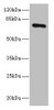 Western blot<br />
 All lanes: SLCO2B1 antibody at 1.5µg/ml + HepG2 whole cell lysate<br />
 Secondary<br />
 Goat polyclonal to rabbit IgG at 1/10000 dilution<br />
 Predicted band size: 77, 53, 75, 62 kDa<br />
 Observed band size: 77 kDa<br />