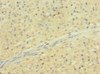 Immunohistochemistry of paraffin-embedded human adrenal gland tissue using CSB-PA021746ESR1HU at dilution of 1:100