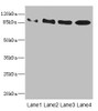Western blot<br />
 All lanes: TAS1R3 antibody at 1.48µg/ml<br />
 Lane 1: K562 whole cell lysate<br />
 Lane 2: HL60 whole cell lysate<br />
 Lane 3: Hela whole cell lysate<br />
 Lane 4: HepG2 whole cell lysate<br />
 Secondary<br />
 Goat polyclonal to rabbit IgG at 1/10000 dilution<br />
 Predicted band size: 94 kDa<br />
 Observed band size: 94 kDa<br />