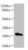 Western blot<br />
 All lanes: CLDN18 antibody IgG at 3.07µg/ml + Rat heart tissue<br />
 Secondary<br />
 Goat polyclonal to rabbit IgG at 1/10000 dilution<br />
 Predicted band size: 28 kDa<br />
 Observed band size: 28 kDa<br />