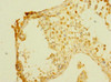 Immunohistochemistry of paraffin-embedded human testis tissue using CSB-PA889164ESR2HU at dilution of 1:100