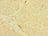 Immunohistochemistry of paraffin-embedded human pancreatic tissue using CSB-PA889164ESR2HU at dilution of 1:100