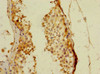 Immunohistochemistry of paraffin-embedded human testis tissue using CSB-PA716571ESR1HU at dilution of 1:100