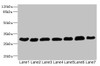 Western blot<br />
 All lanes: PGAM2 antibody at 7.28µg/ml<br />
 Lane 1: Rat heart tissue<br />
 Lane 2: Mouse skeletal muscle tissue<br />
 Lane 3: Hela whole cell lysate<br />
 Lane 4: HepG2 whole cell lysate<br />
 Lane 5: Jurkat whole cell lysate<br />
 Lane 6: MCF-7 whole cell lysate<br />
 Lane 7: U87 whole cell lysate<br />
 Secondary<br />
 Goat polyclonal to rabbit IgG at 1/10000 dilution<br />
 Predicted band size: 29 kDa<br />
 Observed band size: 29 kDa<br />