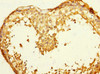 Immunohistochemistry of paraffin-embedded human testis tissue using CSB-PA008618ESR1HU at dilution of 1:100