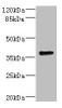Western blot<br />
 All lanes: VSX1 antibody IgG at 2.32µg/ml + 293T whole cell lysate<br />
 Secondary<br />
 Goat polyclonal to rabbit IgG at 1/10000 dilution<br />
 Predicted band size: 39, 25, 40, 15, 30, 23, 25, 33 kDa<br />
 Observed band size: 39 kDa<br />