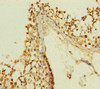 Immunohistochemistry of paraffin-embedded human testis tissue using CSB-PA644808ESR1HU at dilution of 1:100