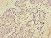 Immunohistochemistry of paraffin-embedded human pancreatic tissue using CSB-PA007228ESR2HU at dilution of 1:100