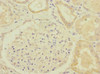 Immunohistochemistry of paraffin-embedded human kidney tissue using CSB-PA846077ESR1HU at dilution of 1:100