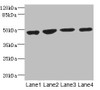 Western blot<br />
 All lanes: MTERFD1 antibody at 3.94µg/ml<br />
 Lane 1: U251 whole cell lysate<br />
 Lane 2: 293T whole cell lysate<br />
 Lane 3: Hela whole cell lysate<br />
 Lane 4: K562 whole cell lysate<br />
 Secondary<br />
 Goat polyclonal to rabbit IgG at 1/10000 dilution<br />
 Predicted band size: 48, 38, 35 kDa<br />
 Observed band size: 48 kDa<br />