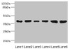 Western blot<br />
 All lanes: TIMM50 antibody at 4.05µg/ml<br />
 Lane 1: Rat heart tissue<br />
 Lane 2: MM231 whole cell lysate<br />
 Lane 3: MCF-7 whole cell lysate<br />
 Lane 4: Hela whole cell lysate<br />
 Lane 5: 293T whole cell lysate<br />
 Lane 6: HepG2 whole cell lysate<br />
 Secondary<br />
 Goat polyclonal to rabbit IgG at 1/10000 dilution<br />
 Predicted band size: 40, 51, 28 kDa<br />
 Observed band size: 40 kDa<br />