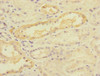 Immunohistochemistry of paraffin-embedded human kidney tissue using CSB-PA674736ESR2HU at dilution of 1:100