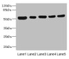 Western blot<br />
 All lanes: ATXN10 antibody at 4.79µg/ml<br />
 Lane 1: A431 whole cell lysate<br />
 Lane 2: LO2 whole cell lysate<br />
 Lane 3: HepG2 whole cell lysate<br />
 Lane 4: 293T whole cell lysate<br />
 Lane 5: Hela whole cell lysate<br />
 Secondary<br />
 Goat polyclonal to rabbit IgG at 1/10000 dilution<br />
 Predicted band size: 54, 47 kDa<br />
 Observed band size: 54 kDa<br />