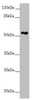 Western blot<br />
 All lanes: FOXRED1 antibody at 5.28µg/ml + A549 whole cell lysate<br />
 Secondary<br />
 Goat polyclonal to rabbit IgG at 1/10000 dilution<br />
 Predicted band size: 54, 31, 53 kDa<br />
 Observed band size: 54 kDa<br />