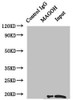 Immunoprecipitating MAGOH in Hela whole cell lysate<br />
 Lane 1: Rabbit control IgG instead of (1µg) instead of CSB-PA013364ESR2HU in Hela whole cell lysate.
 For western blotting, a HRP-conjugated anti-rabbit IgG, specific to the non-reduced form of IgG was used as the Secondary antibody (1/50000) <br />
 Lane 2: CSB-PA013364ESR2HU (4µg) + Hela whole cell lysate (500µg) <br />
 Lane 3: Hela whole cell lysate (20µg) <br />